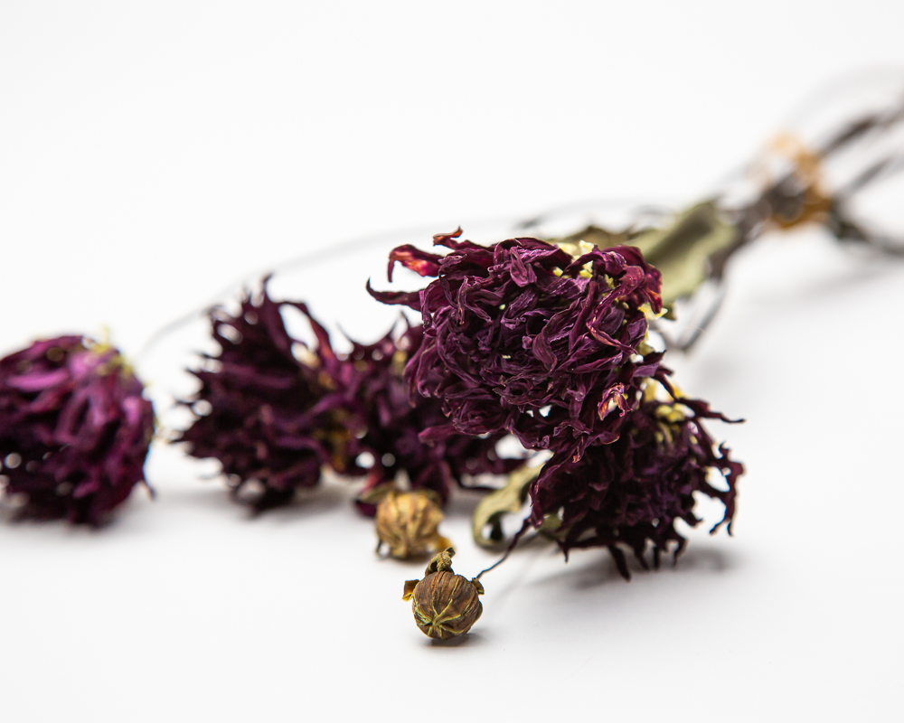 Dahlia Hillcrest Royal