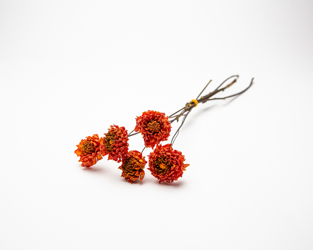 Dahlia Jowey Linda - Image 2