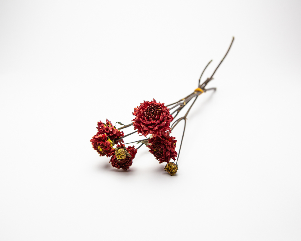 Dahlia Zundert Mystery Fox - Image 2