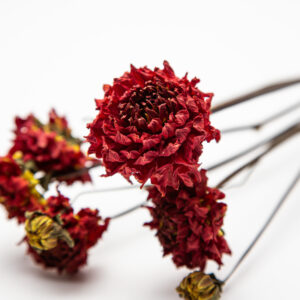 Dahlia Zundert Mystery Fox