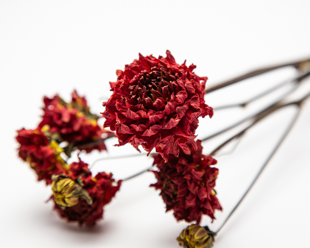 Dahlia Zundert Mystery Fox