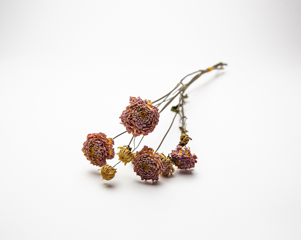 Dahlia Megan Dean - Image 2