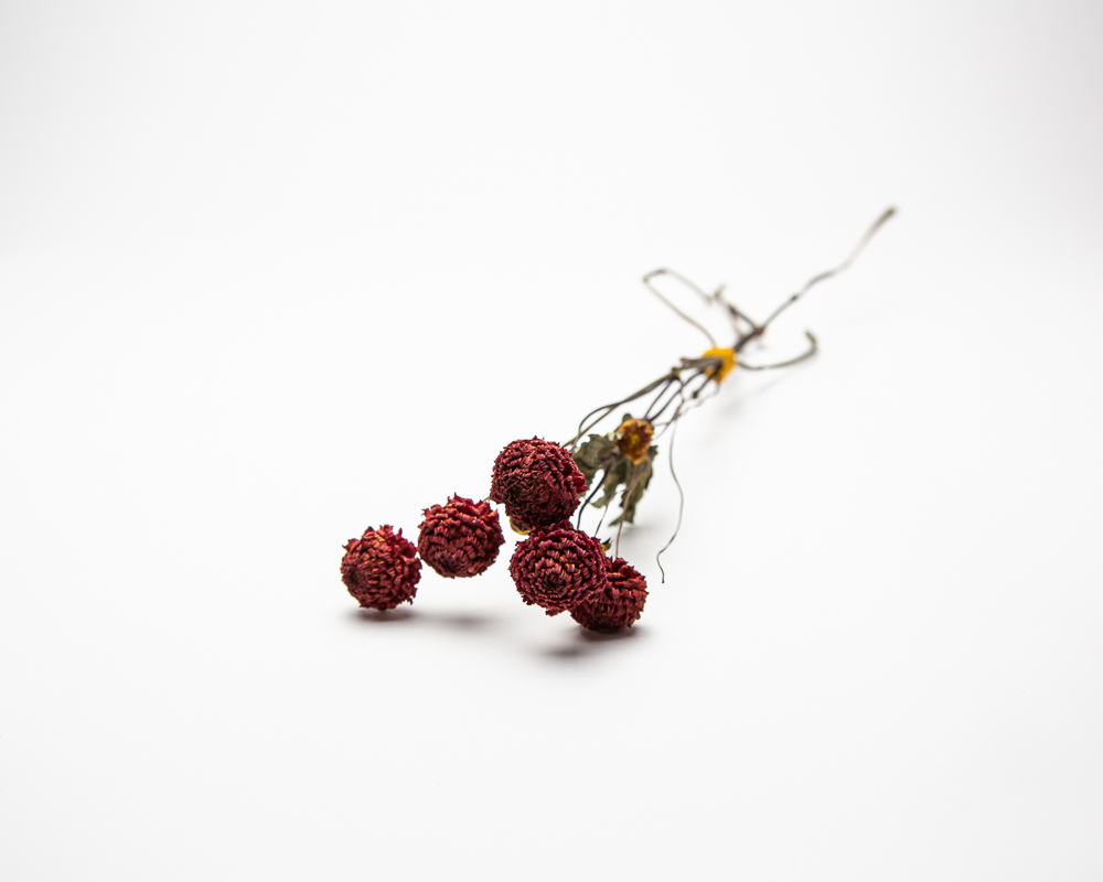 Dahlia Lismore Carole - Image 2