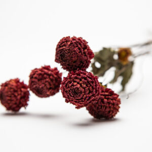 Dahlia Lismore Carole