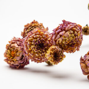 Dahlia Wine Eyed Jill