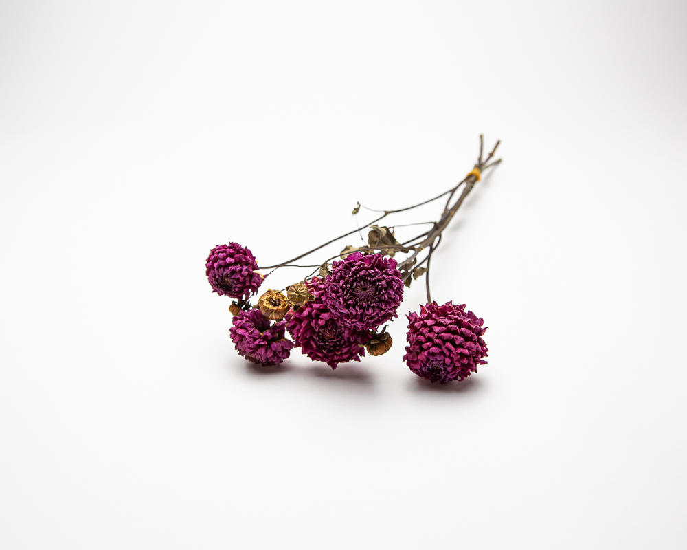 Dahlia Natalie G - Image 2