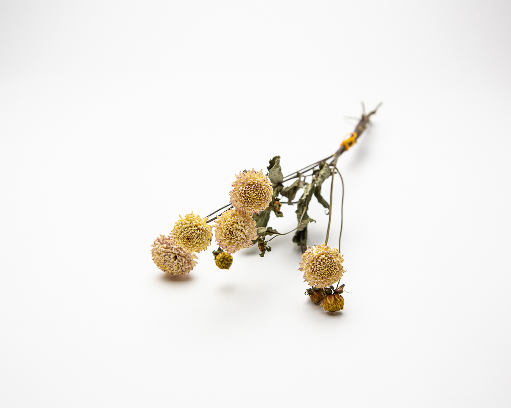 Dahlia Small World - Image 2