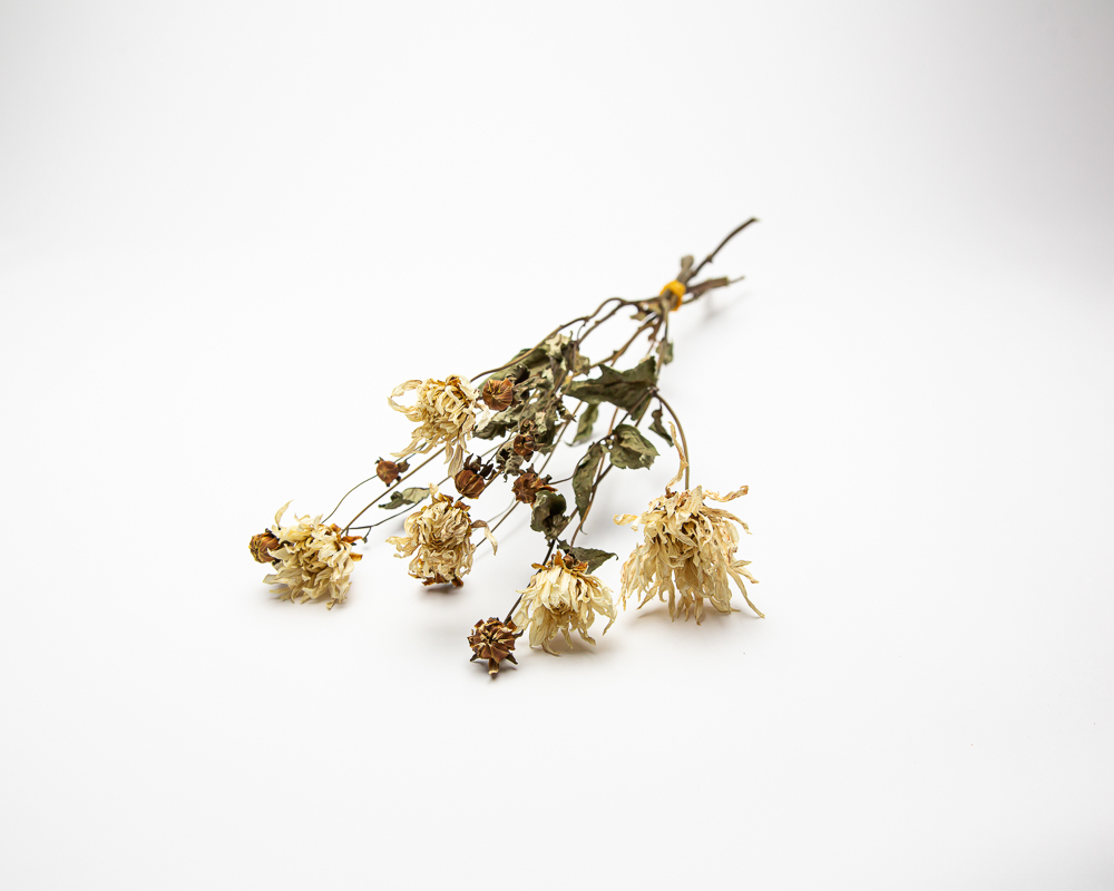 Dahlia My Love - Image 2