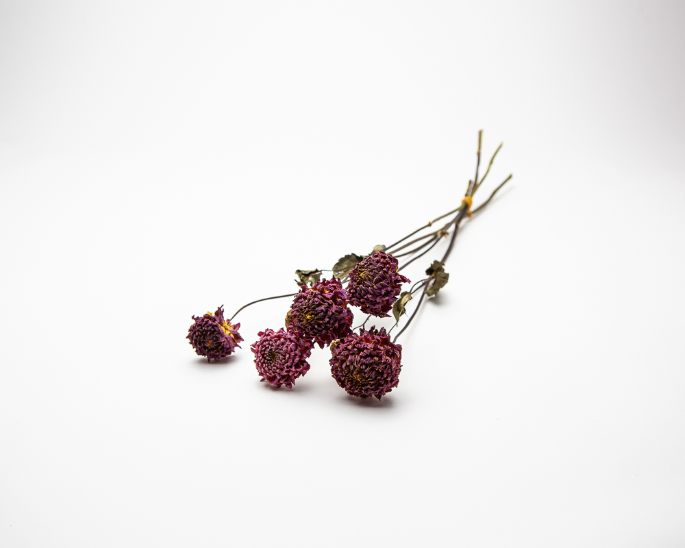 Dahlia Polventon Kristobel - Image 2