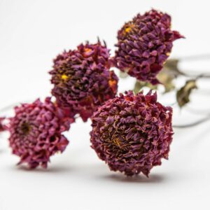 Dahlia Polventon Kristobel