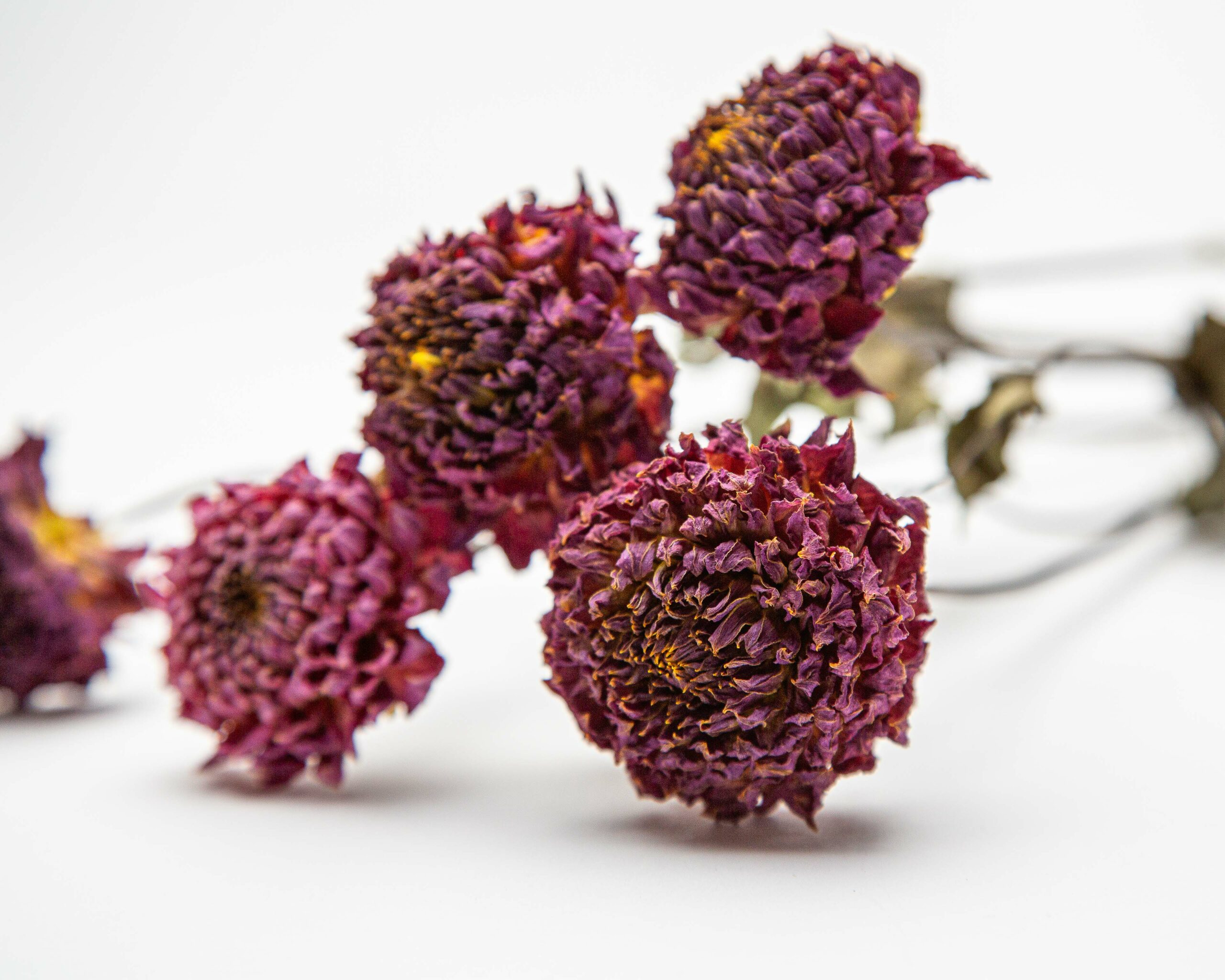 Dahlia Polventon Kristobel