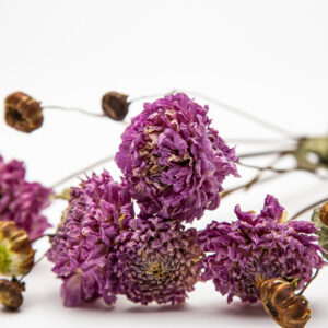 Dahlia Westerton Pearl