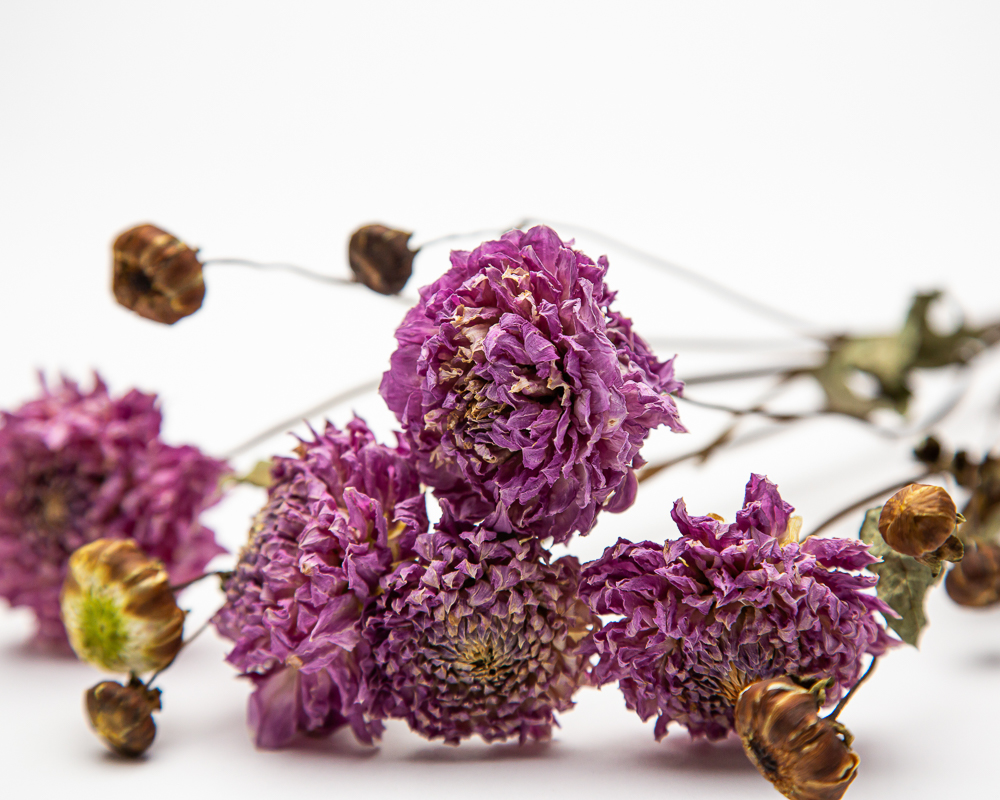 Dahlia Westerton Pearl