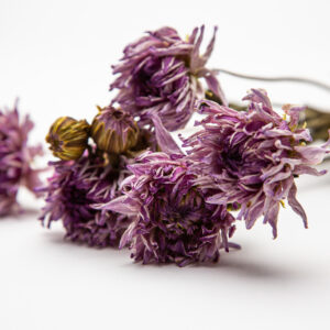 Dahlia Josudi Andromeda