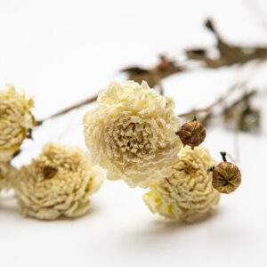 Dahlia Rossendale Natasha