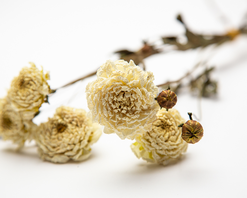 Dahlia Rossendale Natasha