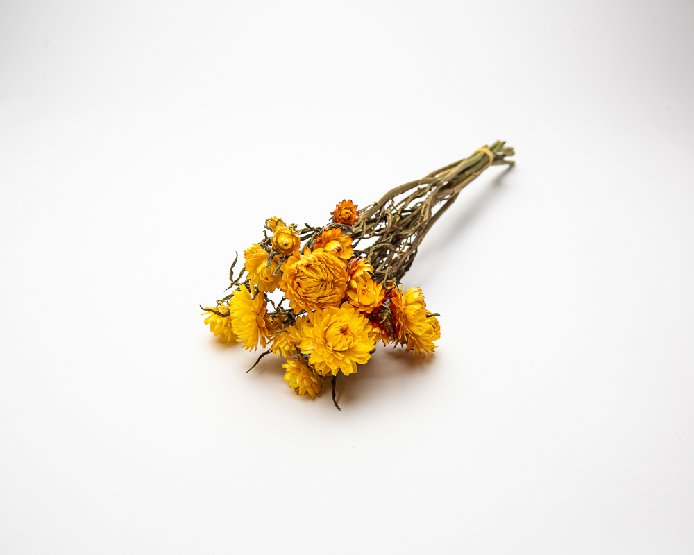 Helichrysum golden yellow - Image 2