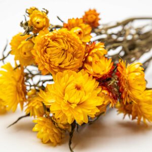 Helichrysum golden yellow