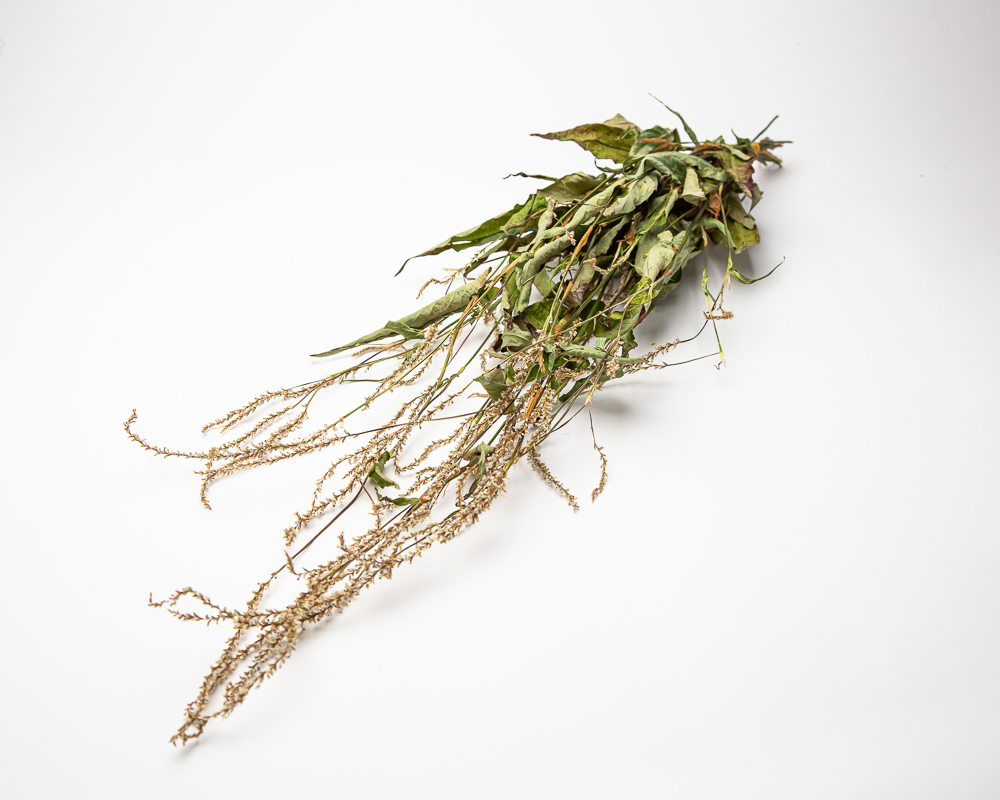 Persicaria amplexicaulis alba - Image 2