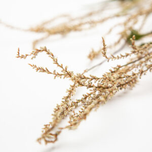 Persicaria amplexicaulis alba