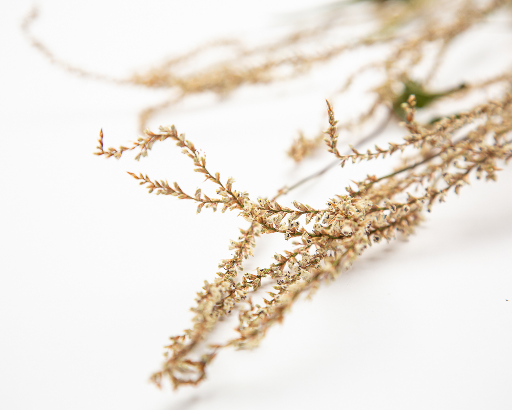 Persicaria amplexicaulis alba