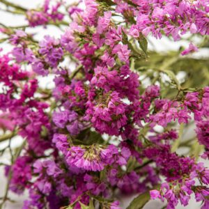 Limonium pink
