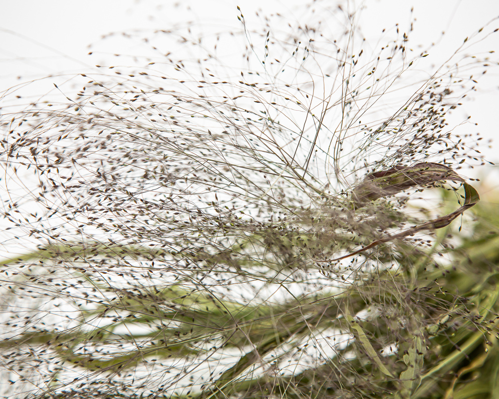 Panicum Sprinkles - Image 2