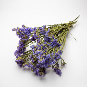 Limonium blue