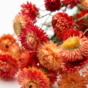 Helichrysum salmon rose