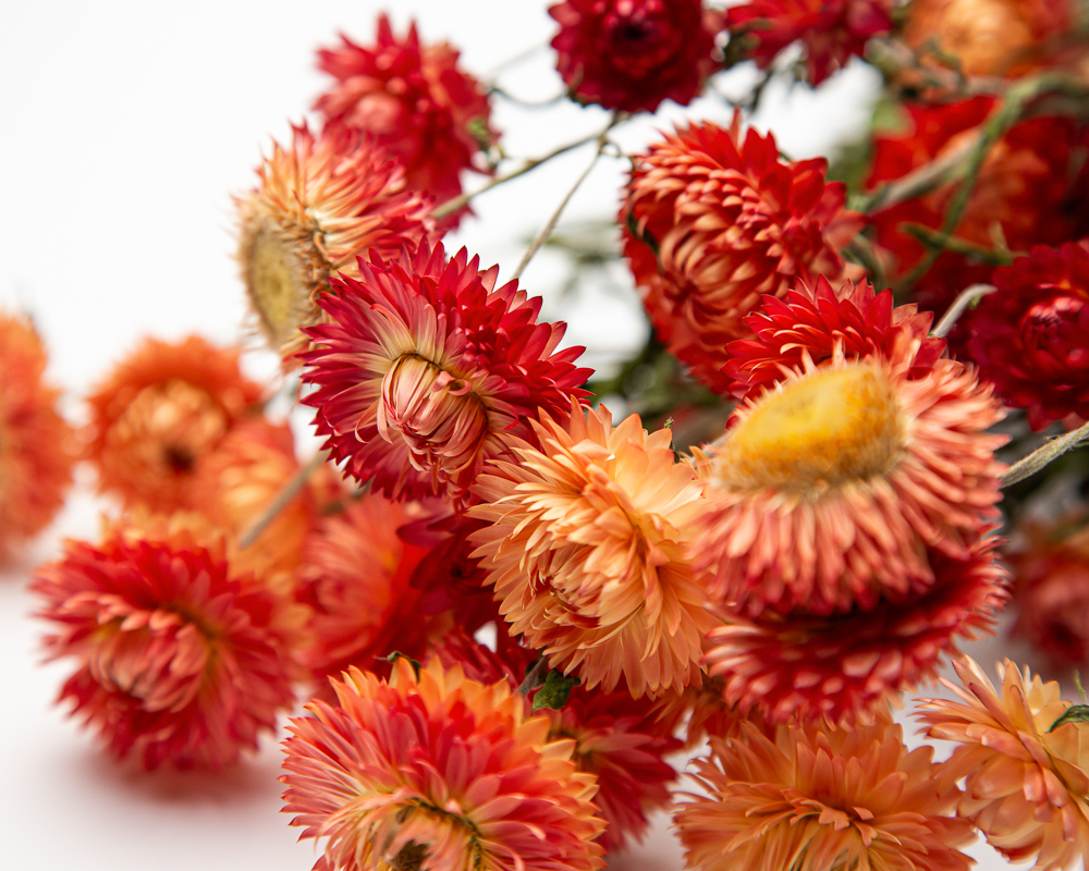 Helichrysum salmon rose