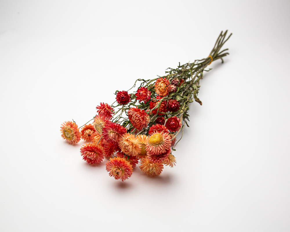 Helichrysum salmon rose - Image 2