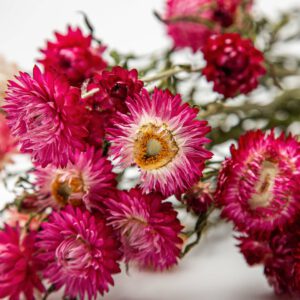 Helichrysum pink