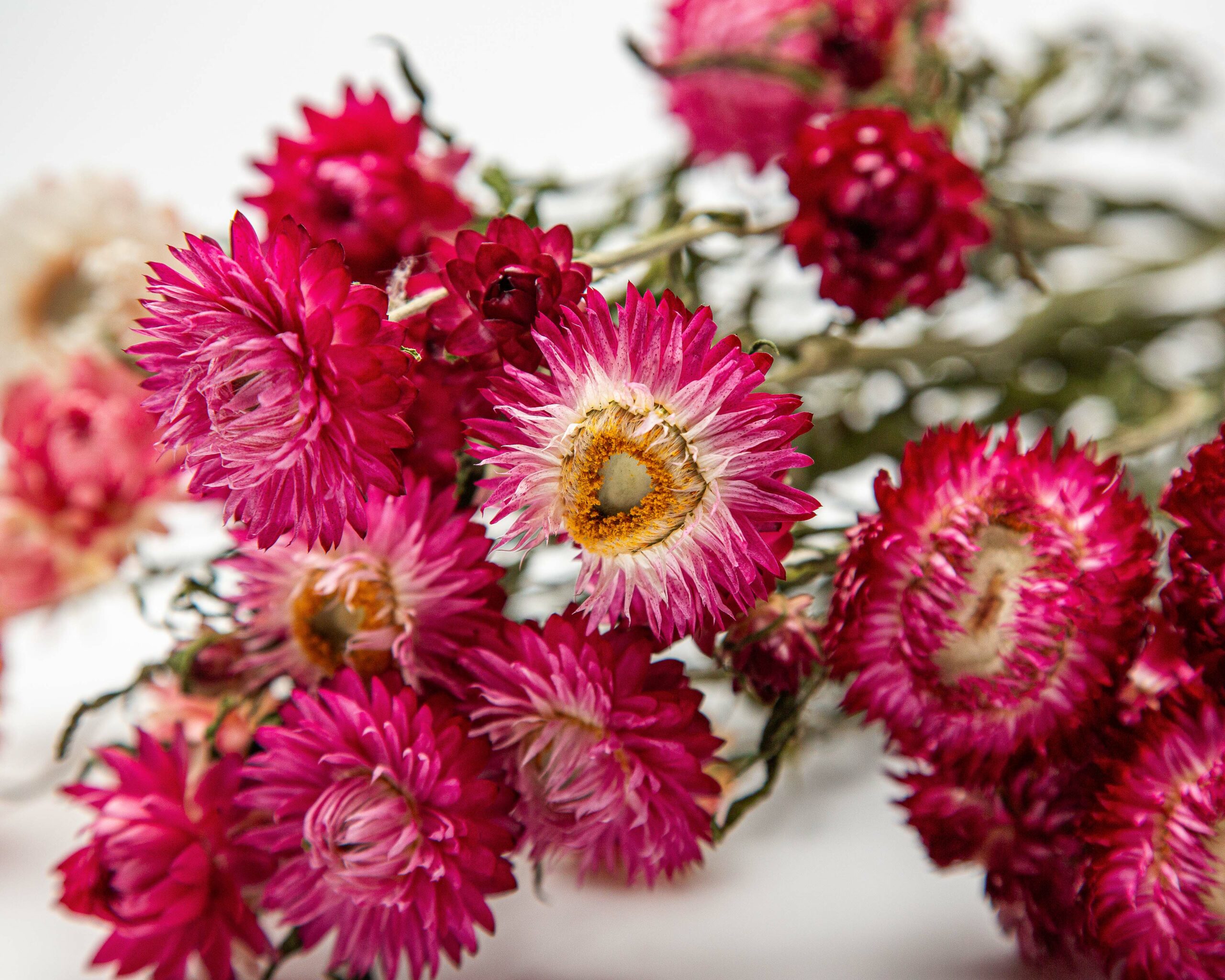 Helichrysum pink
