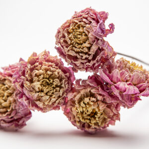 Dahlia Sweet Nathalie