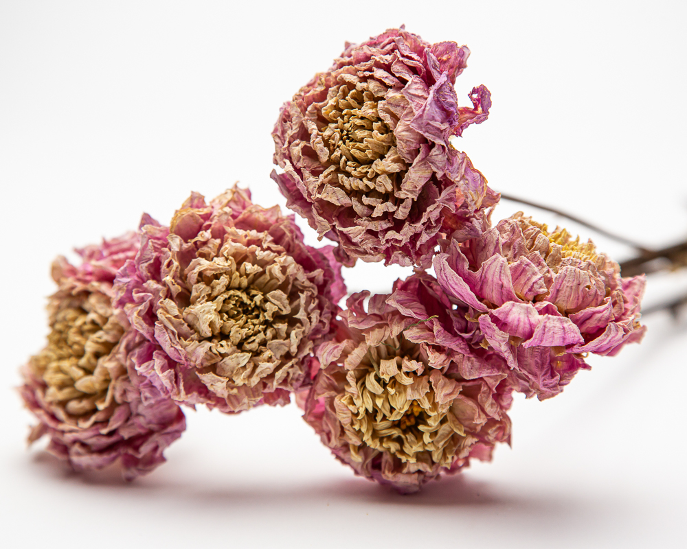 Dahlia Sweet Nathalie