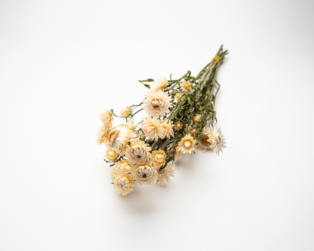 Helichrysum white - Image 2