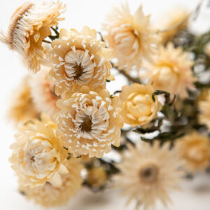 Helichrysum white