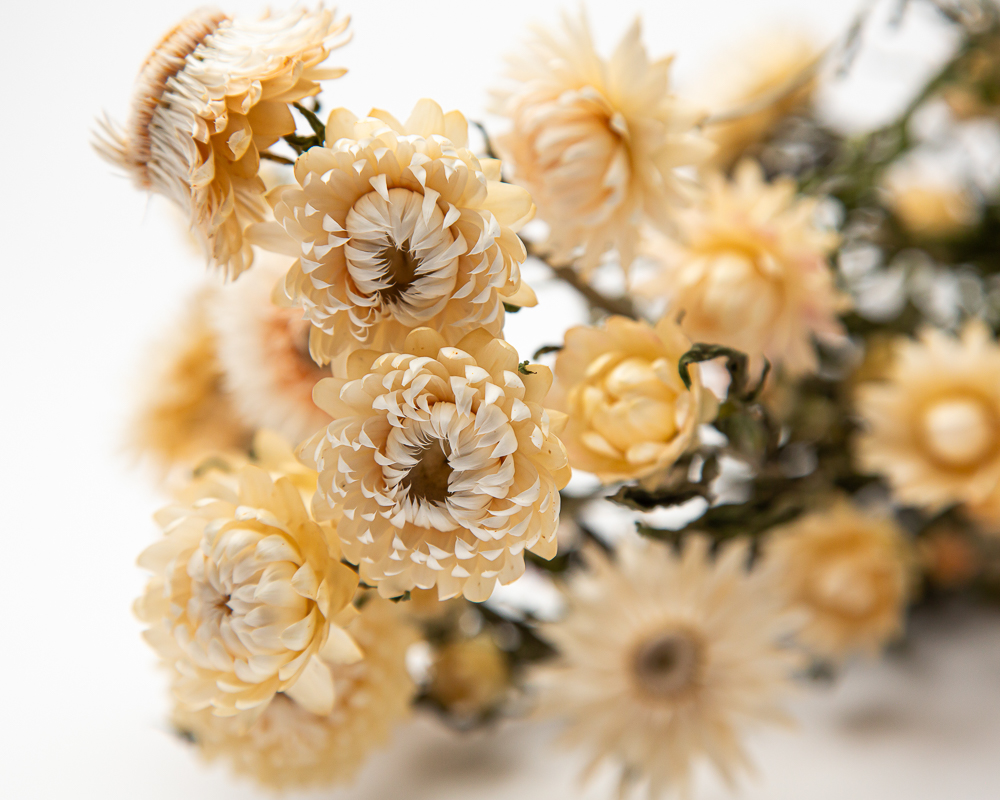 Helichrysum white