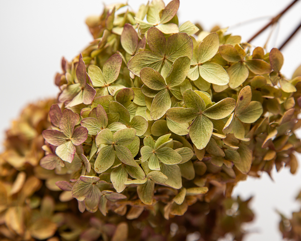 Hydrangea paniculata 'Magical Candle' - Image 3