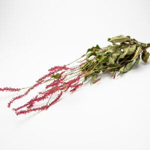 Persicaria amplexicaulis