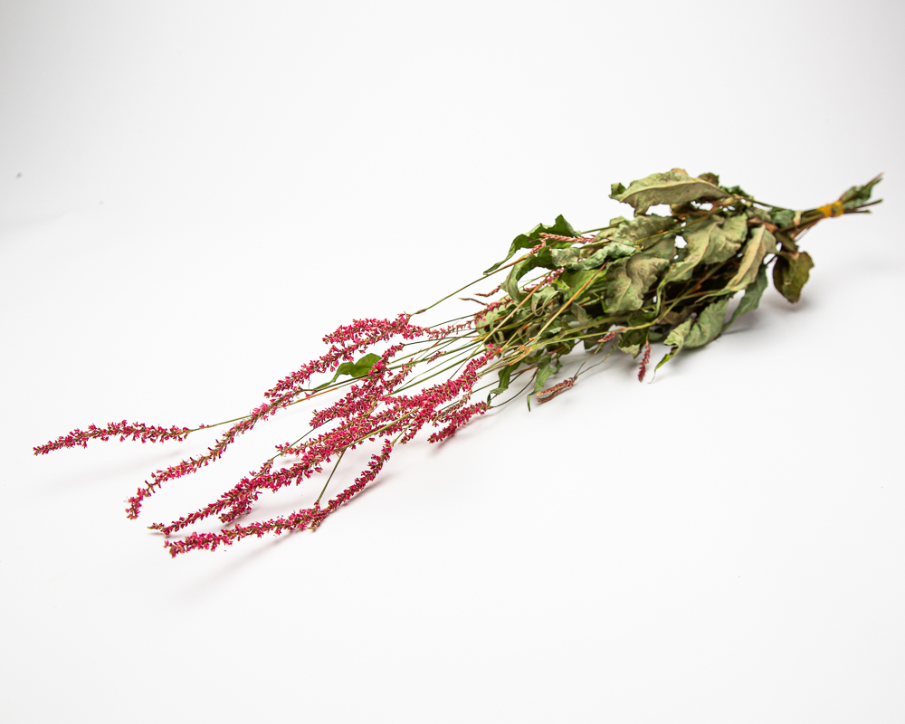 Persicaria amplexicaulis