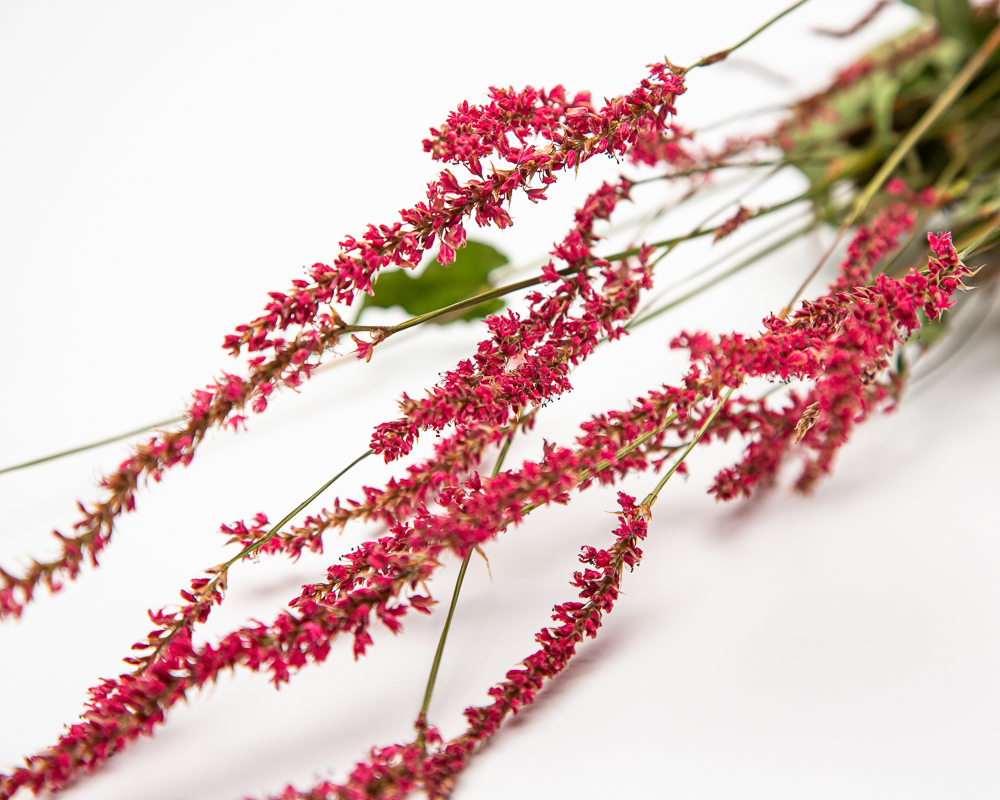 Persicaria amplexicaulis - Image 2