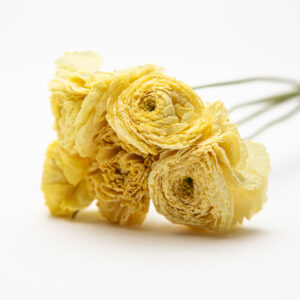 Ranunculus Crema