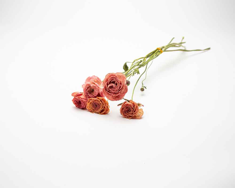 Ranunculus Salmone - Image 2