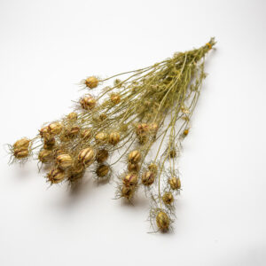 Nigella damascena seed pods