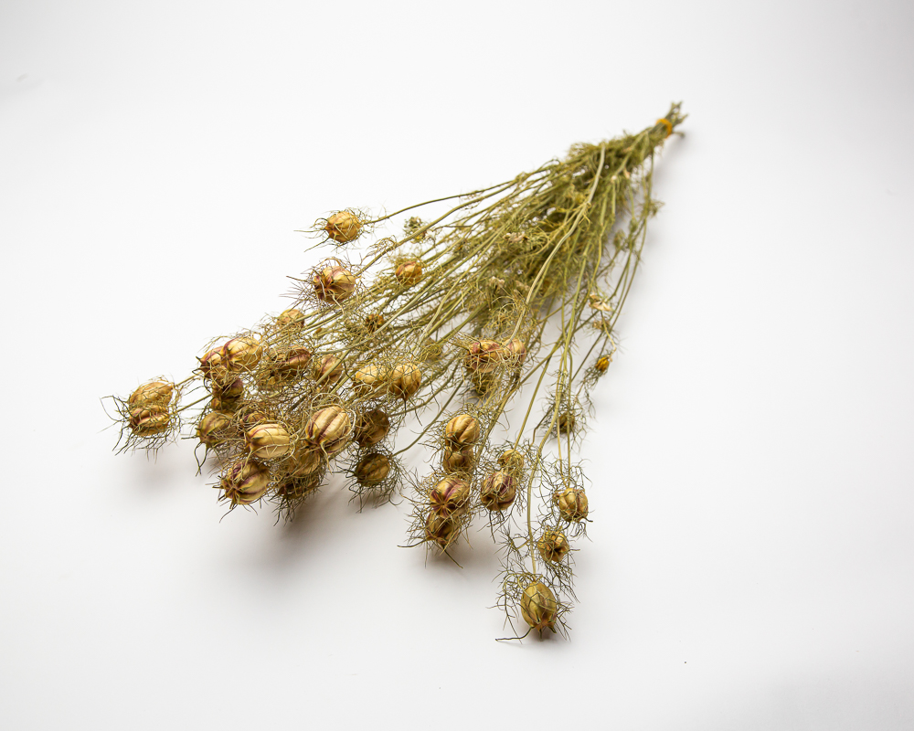 Nigella damascena seed pods