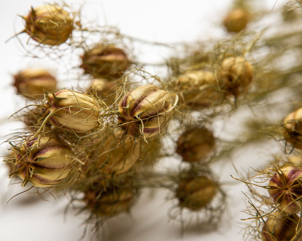 Nigella damascena seed pods - Image 2