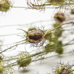 Nigella damascena seed pods with burgundy