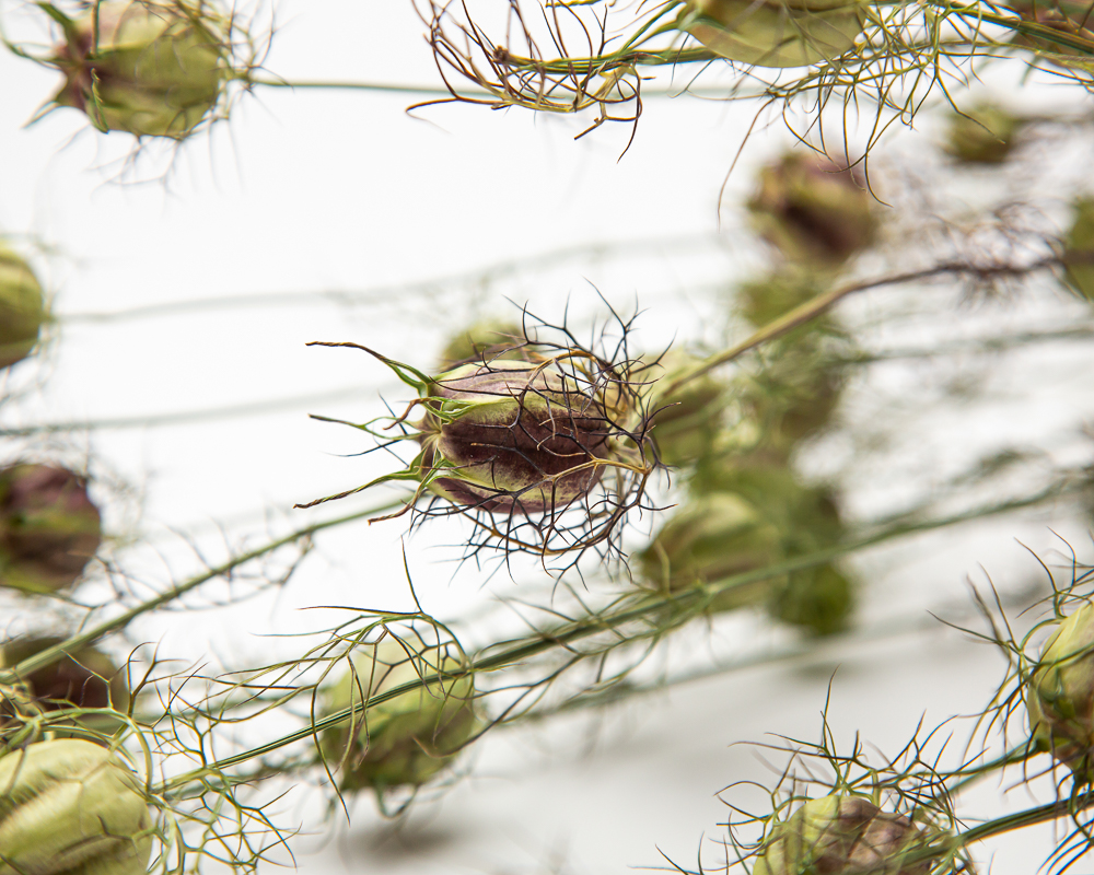 Nigella damascena seed pods with burgundy