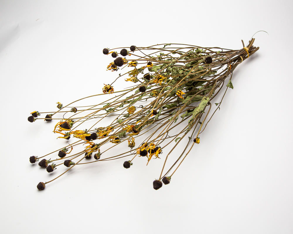 Rudbeckia fulgida 'Goldstrum' - Image 3